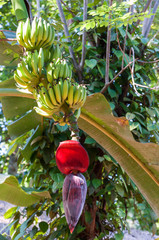 Kwiat banana