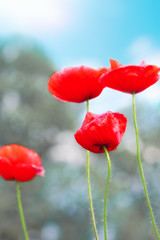 Summer day in  meadow full of blooming poppies