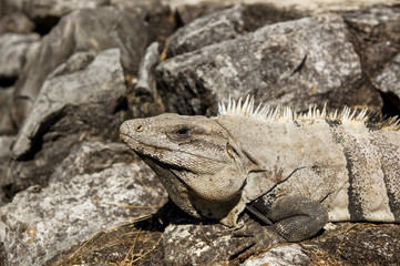 tête d'iguane au milieu des ruines de palenque 2