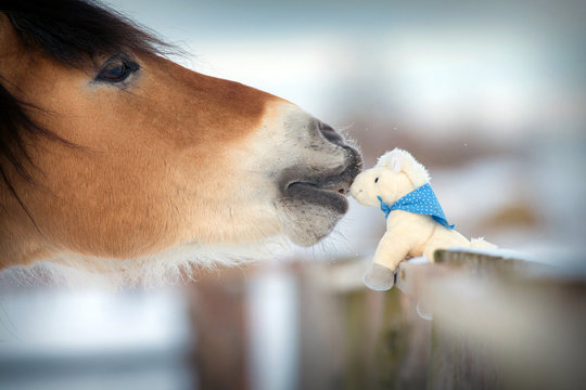 Horse and toy horse in winter, kiss.