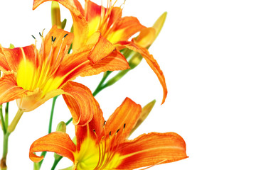 Tiger(striped) lilies on white background. Isolated