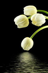 Białe tulipany na czarnym tle