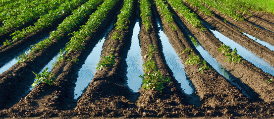 Flooded field with potatoes plants - damaged cultivation