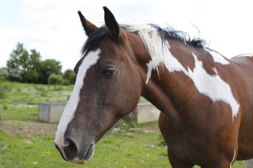 Horse in a field