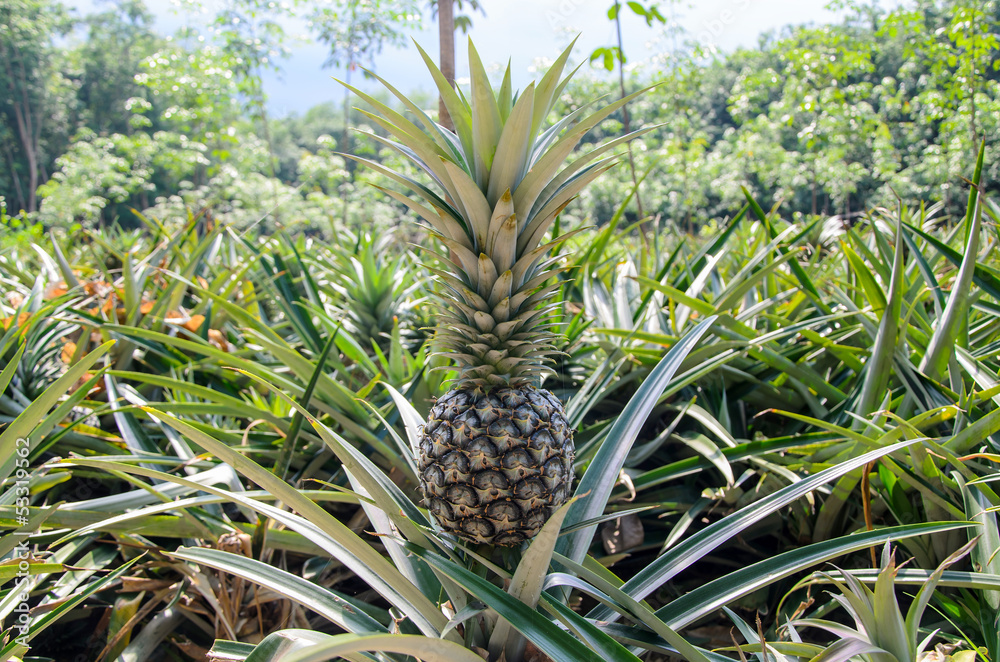 Wall mural pineapple garden