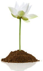 lotus blanc sur motte de terre