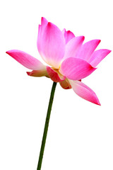 Obraz premium Pink water lily flower (lotus) and white background