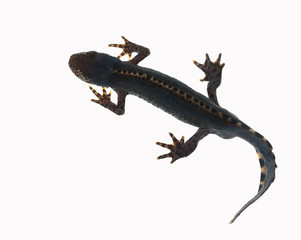 Bergmolch, Ichthyosaura alpestris