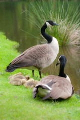 Kanadagans- Familie auf Wiese am Ufer eines Sees, Lüneburger Heide, Niedersachsen, Deutschland, Europa