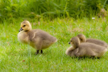 Gänseküken der Kanadagans sitzt und stehen auf Wiese, Lüneburger Heide, Niedersachsen, Deutschland, Europa
