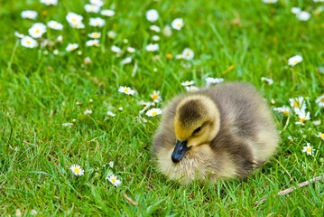 Gänseküken der Kanadagans sitzt auf Wiese mit Gänseblümchen, Lüneburger Heide, Niedersachsen, Deutschland, Europa