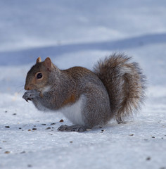 Cold squirrel