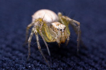 Tiny spider on velvet