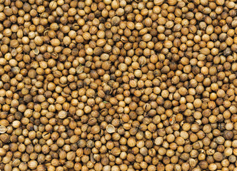 many small dried coriander seed. Food spicery backgrounds