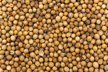 many small dried coriander seed. Food spicery backgrounds