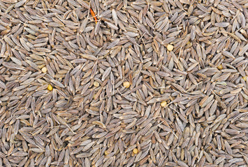 many small dried cumin seed. Food seasoning backgrounds