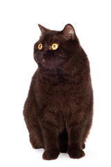 brown british breed cat
