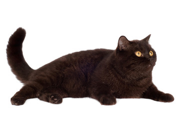 brown british breed cat