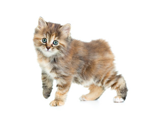 Kuril bobtail tortoiseshell coat kitten isolated on white lookin
