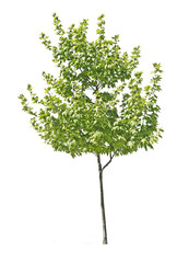 Tree on white background