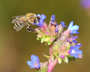 Bee on blue flowers. Macro
