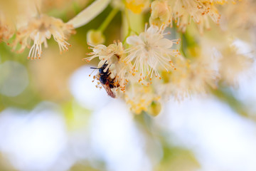 ape su fiori