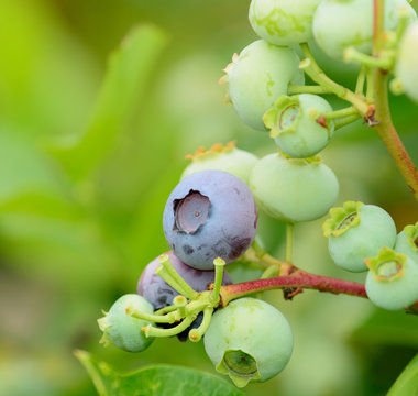 Mirtilli in maturazione