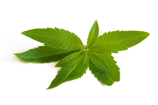 Zitronenkraut (Aloysia)