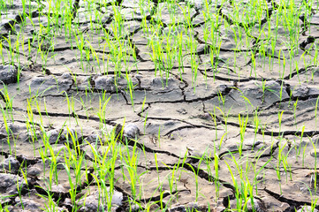 new life on the dry soil cracks