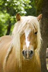 Fototapeta premium horse with a blonde mane