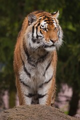 Sibirischer Tiger