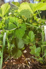 strawberry plant