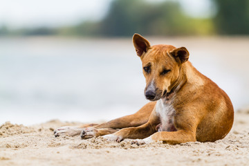 Thai dog on the beach