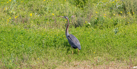 Great Grey Heron (Ardea cinerea)