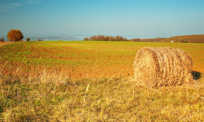 Fototapeta premium Field with trees in autumn