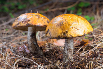 Two brown cap boletus Mushroom in natural enviroment