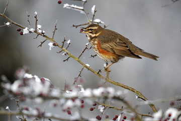 Redwing, Turdus iliacus,frosty hawthorn berries,