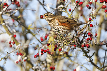 Redwing, Turdus iliacus, 