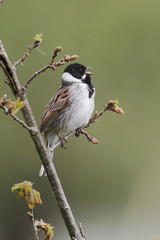 Reed bunting, Emberiza schoeniclus, MALE