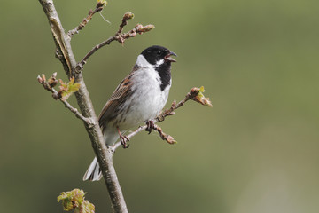 Reed bunting, Emberiza schoeniclus, MALE