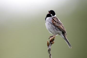 Reed bunting, Emberiza schoeniclus, MALE