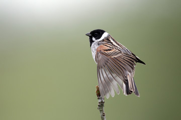 Reed bunting, Emberiza schoeniclus, MALE