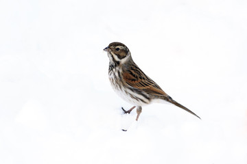 Reed bunting, Emberiza schoeniclus