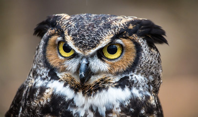 Great Horned Owl