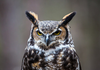 Great Horned Owl