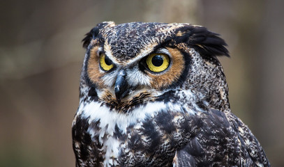 Great Horned Owl