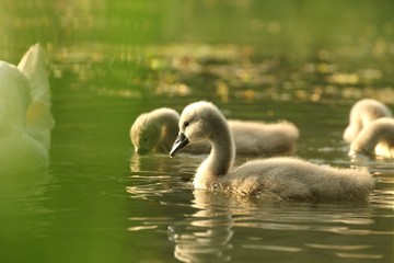 Family of young swans resting on the edge of the forest pond