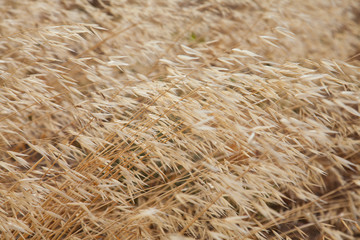 Avena canariensis