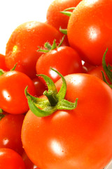 frische Tomaten