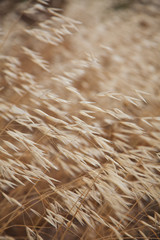 Avena canariensis